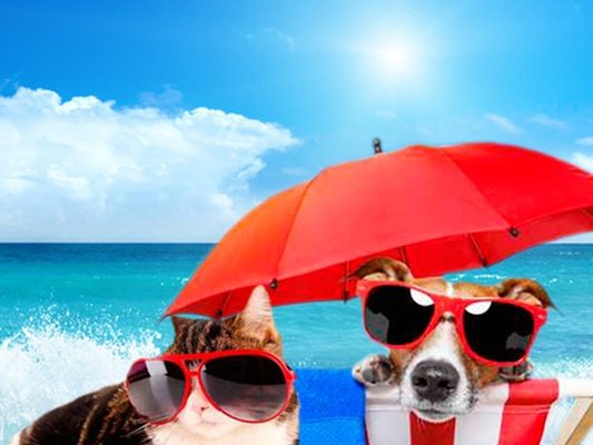 Holidays with your pet Отель Magic Villa Benidorm Бенидорме Holidays with your pet Отель Magic Villa Benidorm Бенидорме
