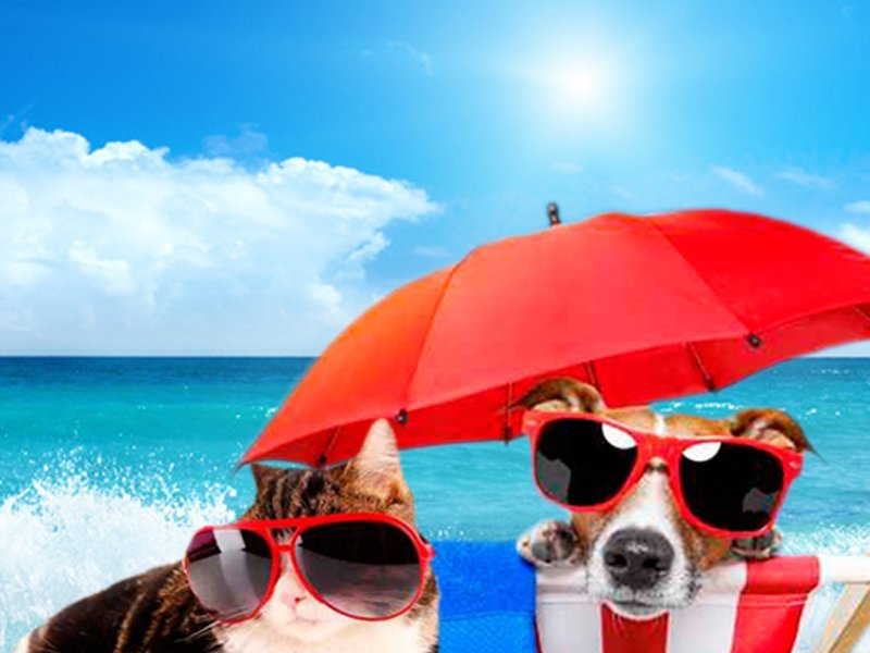 Holidays with your pet Отель Magic Villa Benidorm Бенидорме Holidays with your pet Отель Magic Villa Benidorm Бенидорме